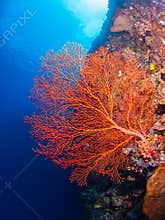 Giant gorgonian coral