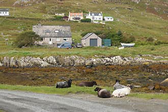 Sheep lying on side of road on Scottish island