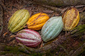Cacao beans