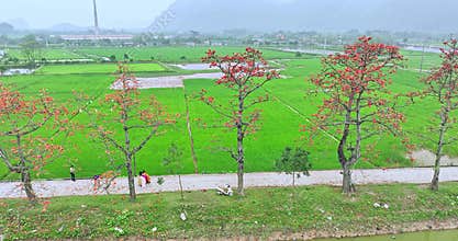 Blooming bombax ceiba trees in the suburbs of Hanoi, Vietnam