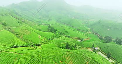 Aerial view of Tea plantation with morning mist at Long Coc mountain, Phu Tho, Vietnam