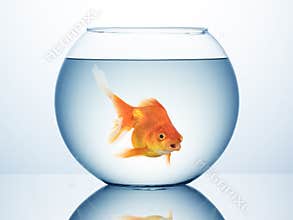 Gold fish in bowl