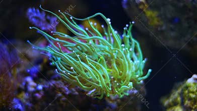 green trumpet coral polyp, long fluorescent tentacle, soft coral animal in toxin