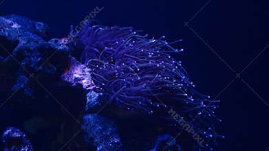 blue trumpet coral polyp shine fluorescent tentacle, soft coral animal open mouth, reef marine live rock aquarium ecosystem, LED
