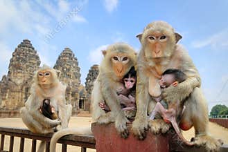 Monkey family