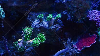trumpet coral duplicating propagation, polyp glued to frag plug, long fluorescent green tentacle, soft coral animal in stress,