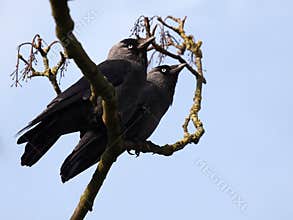Jackdaws