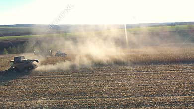 Aerial view of tractor transporting corn or wheat cargo at field during harvesting. Flying over agricultural machine