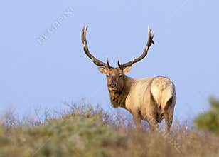Tule Elk in Sunset light