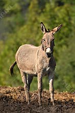 Cute Donkey in a muddy field after a heavy rain