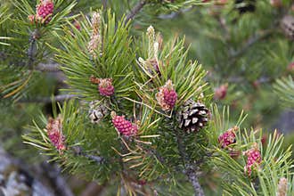 Young growing cones of Siberian cedar pine, close up