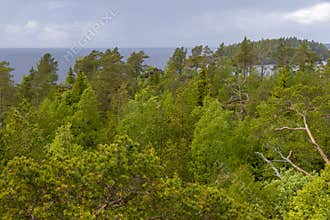 Top view of the northern coniferous forest and Lake Ladoga