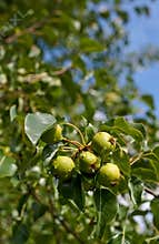 Wild Pears