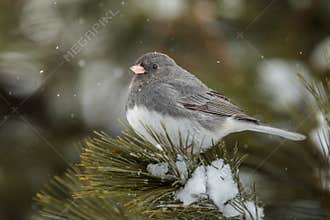 Dark Eyed Junco in Snowy Pine Tree with Copy Space