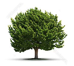 Big green tree isolated