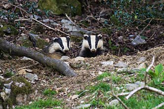 Badger Cubs at sett