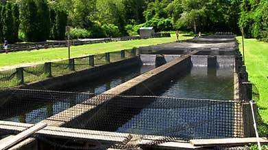 Mesh nets over fish hatchery raceway; 2