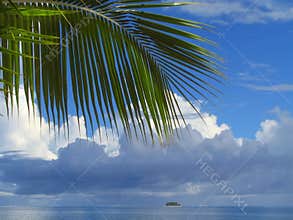 Palm tree leaf and cloudscape