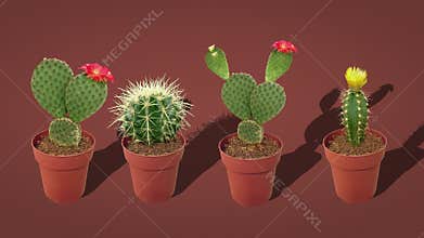 Vibrant Cacti in Pots