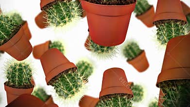 Spiky Echinocactus grusonii cacti