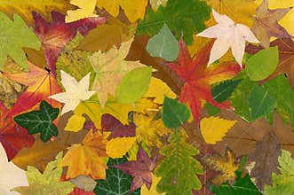 Leafs