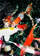 Koi fish at the fish market