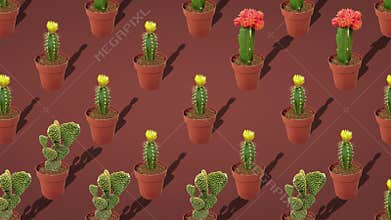 A variety of cacti in terracotta pots on a rich brown background
