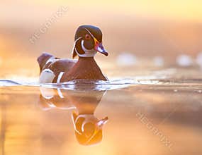 Wood Duck Swimming In A Swamp In Early Morning Light