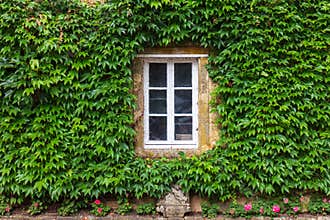 Old house facade covered in ivy leaves