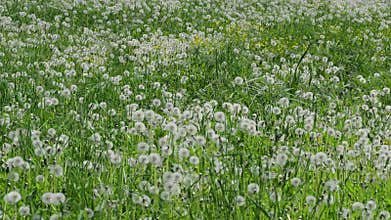 A field of dandelion fluff
