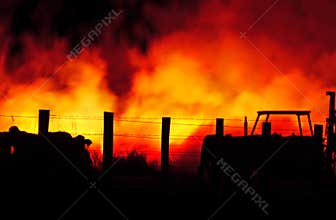 Farm animals trapped by wild Australian bushfire