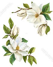 White Magnolia Flower Branch  Spring Blossom  Floral Design  Botanical Illustration  Natur