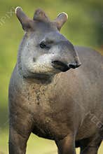 Brazilian tapir, Tapirus terrestris,