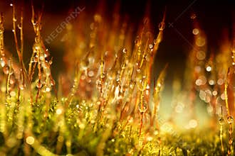 Moss dark macro