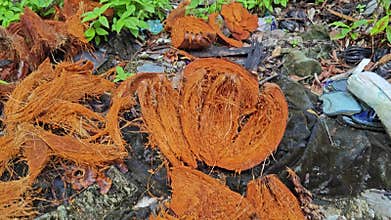 dump coconut fruit waste after being consumed.
