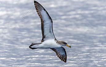 Flying Cory\'s shearwater near Azores island Sao Jorge