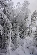 Snow-white thicket of forest in Karelia