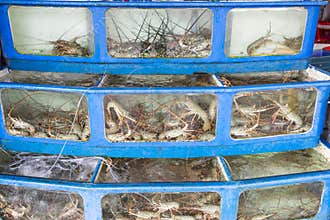 Bamboo Lobster