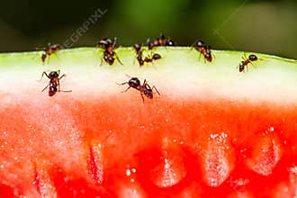 macro picture with a group of ants get everything from a watermelon, the ants feed on watermelon and are very