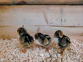 Three cute little Barnevelder chicks