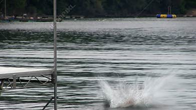Golden retriever dives after tennis ball; 2