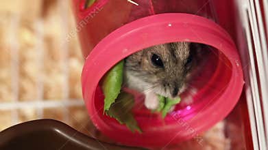 Hamster eat green salad