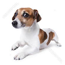 Beautiful small white dog crawls