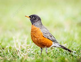 American Robin Bird In Green Grass