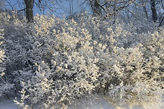 Lilac bushes in snowflakes