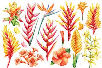 Set tropical flowers isolated botanical flora. Bird of paradise, Bromelia, Orchid, Hibiscus, Guzmania, heliconia Hawaii
