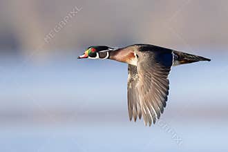 Wood Duck Flying On The River In Early Morning Light