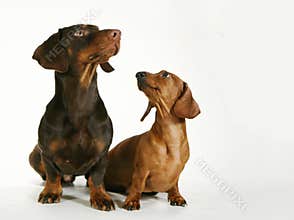 Pedigree dogs in love