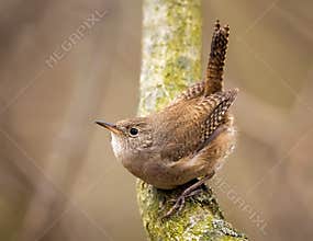 A Tiny Brown Northern House Wren Sitting On A Branch