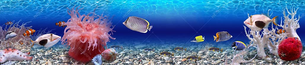 Underwater world - panorama